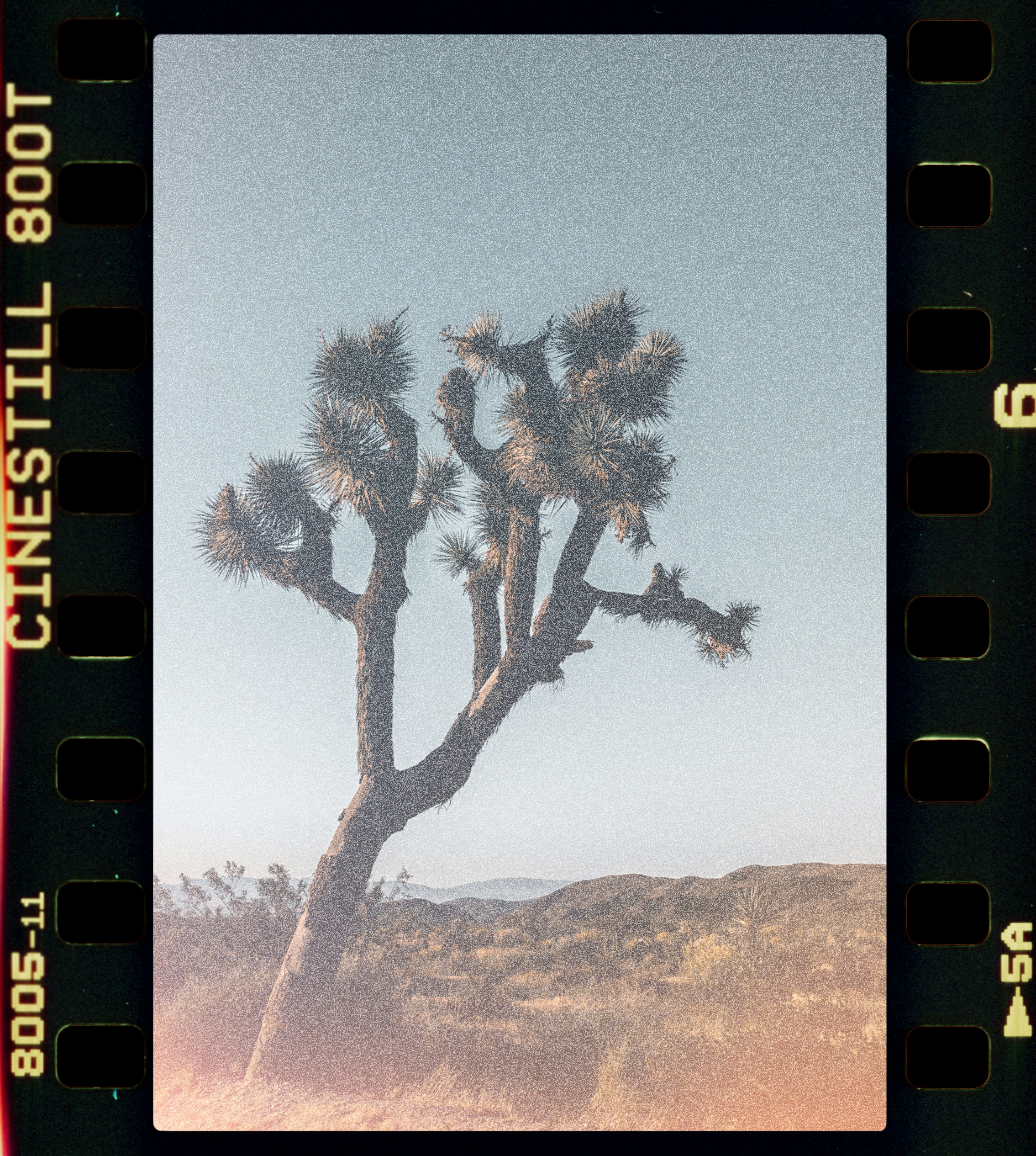 tree on hill during daytime